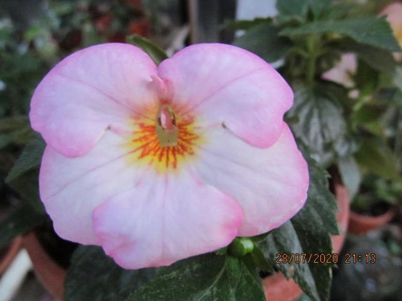 Chrysmas Lollipop - Achimenes 2020