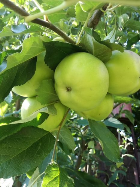 Goden - O ALTA PASIUNE