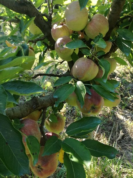 Bot de iepure - O ALTA PASIUNE