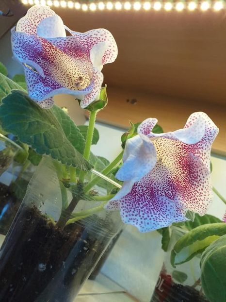  - Gloxinia 2020