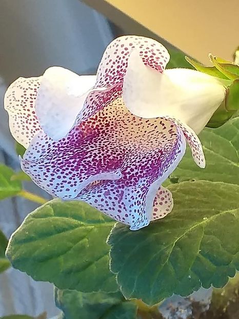  - Gloxinia 2020