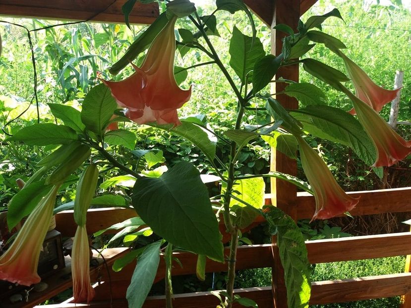  - Brugmasia si datura