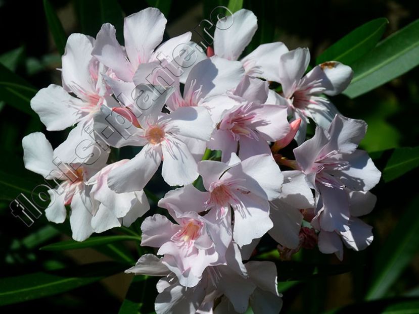 Leandru Ivoir - cele mai fine și delicate flori de leandru. - Leandru -Nerium - Oleandru II