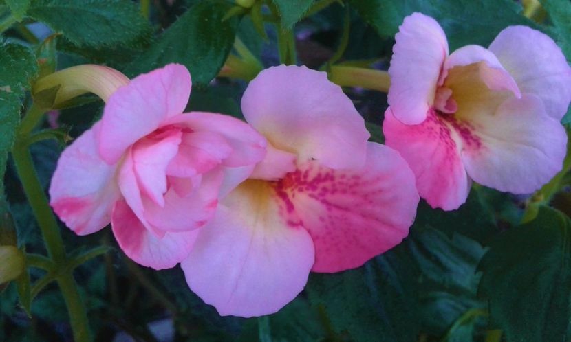  - colectia mea de achimenes 001 2020