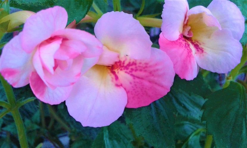  - colectia mea de achimenes 001 2020