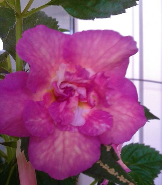  - colectia mea de achimenes 001 2020