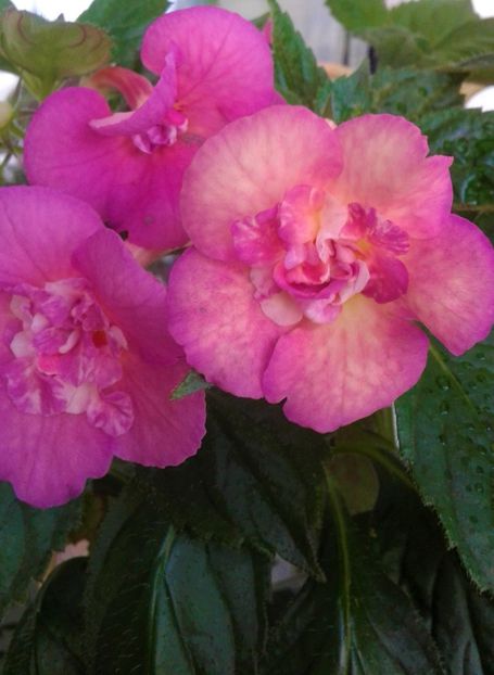  - colectia mea de achimenes 001 2020