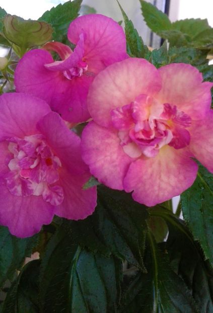  - colectia mea de achimenes 001 2020