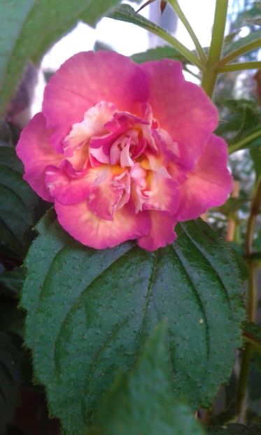  - colectia mea de achimenes 001 2020