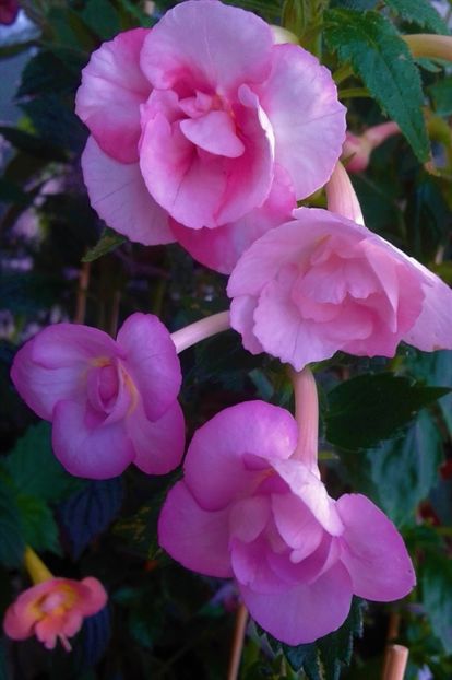  - colectia mea de achimenes 001 2020