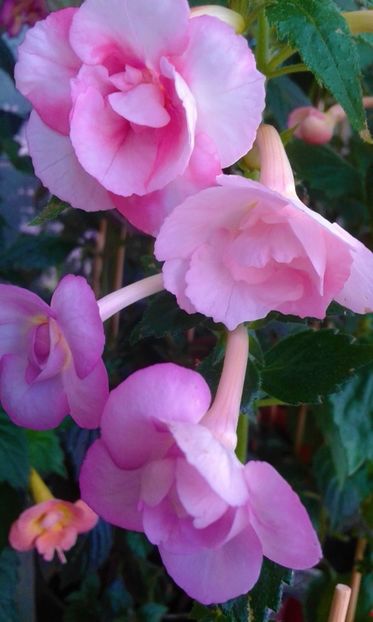  - colectia mea de achimenes 001 2020