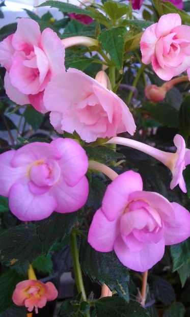  - colectia mea de achimenes 001 2020