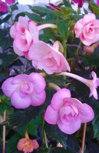  - colectia mea de achimenes 001 2020