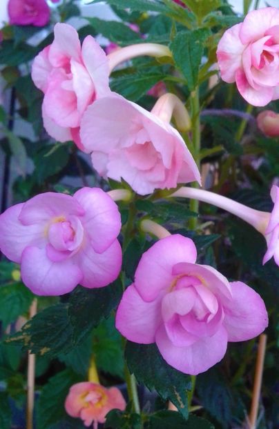  - colectia mea de achimenes 001 2020