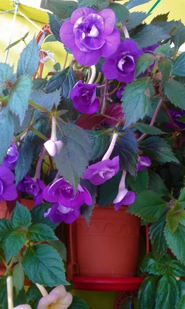  - 000013 ACHIMENES