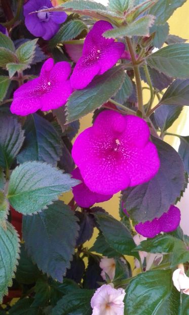  - 000013 ACHIMENES