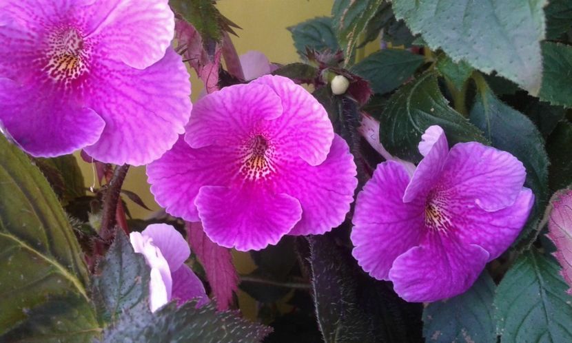  - 000013 ACHIMENES