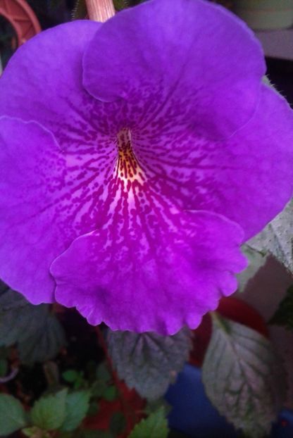  - 000013 ACHIMENES