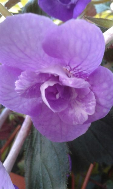  - 000013 ACHIMENES