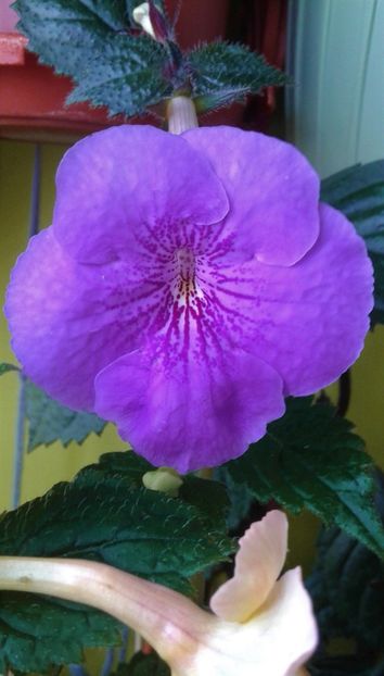  - 000013 ACHIMENES