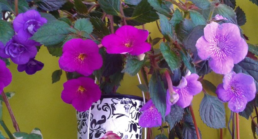  - 000013 ACHIMENES