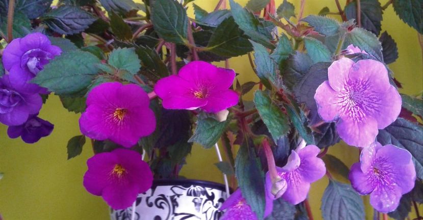  - 000013 ACHIMENES