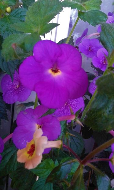  - 000013 ACHIMENES