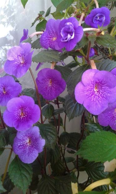  - 000013 ACHIMENES