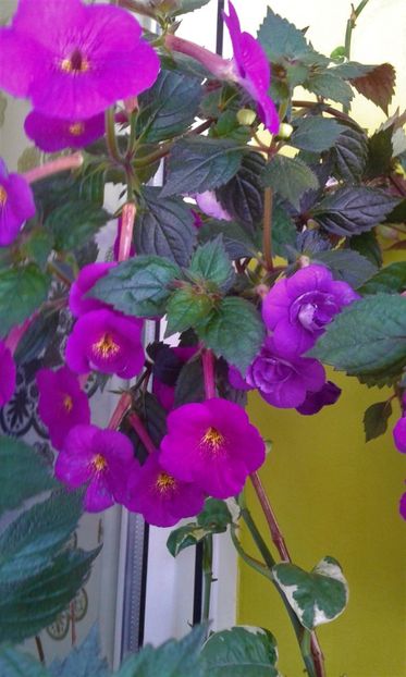  - 000013 ACHIMENES