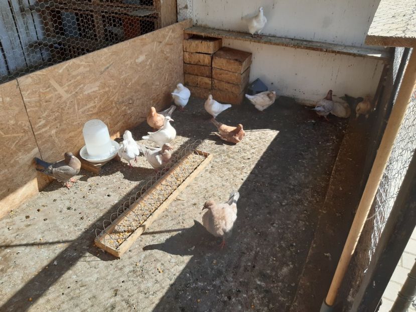  - 05 PUI TEXANI 2020