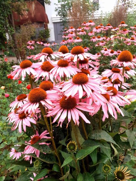  - Alte flori
