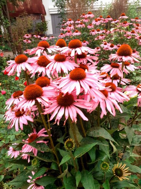  - Alte flori