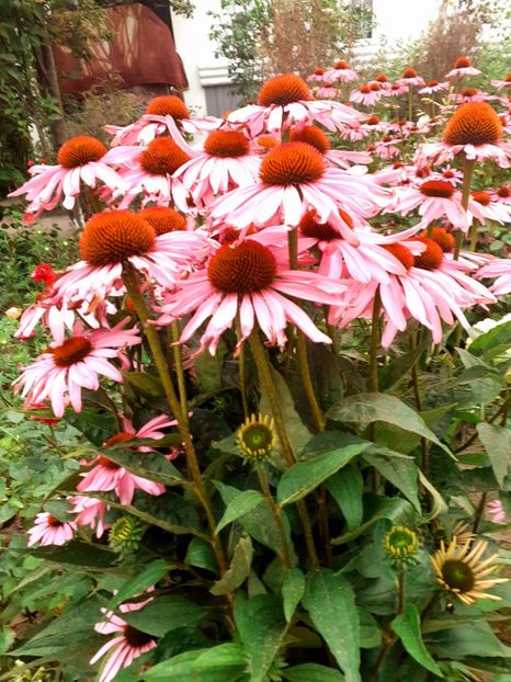  - Alte flori