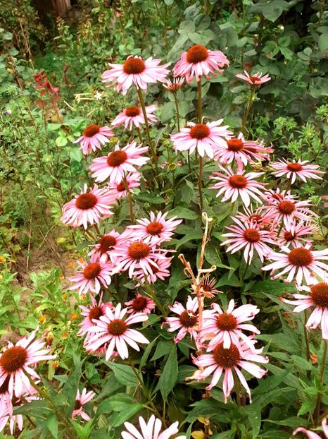  - Alte flori