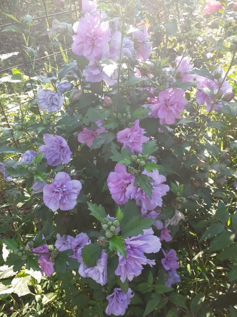  - OHibiscus syriacus de gradina