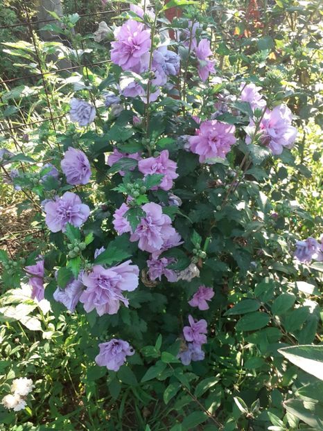  - OHibiscus syriacus de gradina