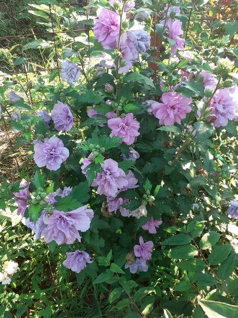  - OHibiscus syriacus de gradina