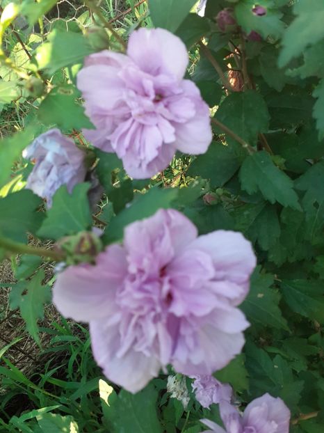  - OHibiscus syriacus de gradina