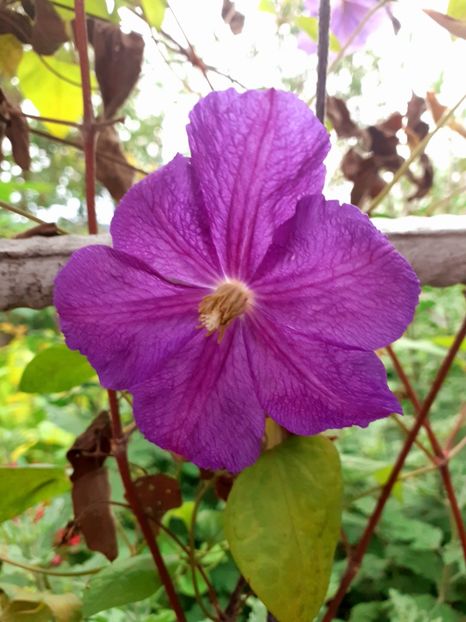  - Clematite 2015-prezent