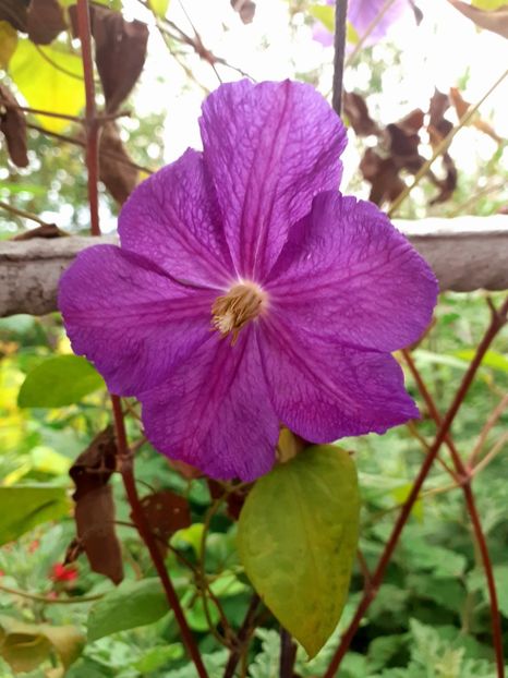  - Clematite 2015-prezent