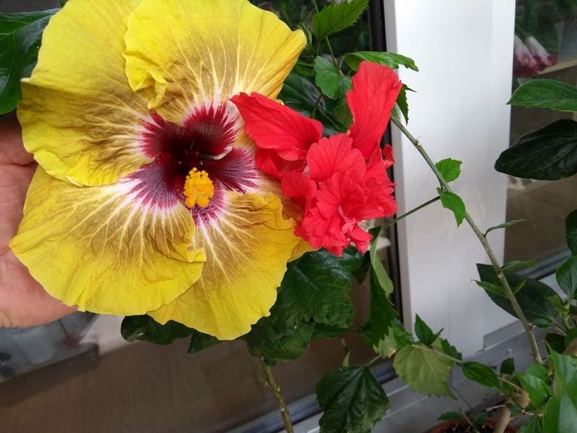  - Hibiscus din seminte 2020-2021