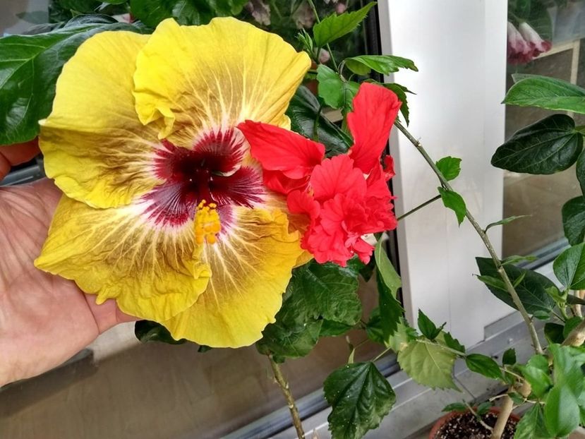  - Hibiscus din seminte 2020-2021