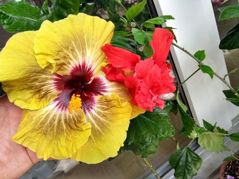  - Hibiscus din seminte 2020-2021