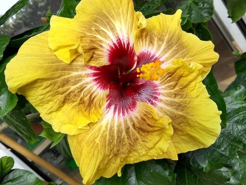  - Hibiscus din seminte 2020-2021