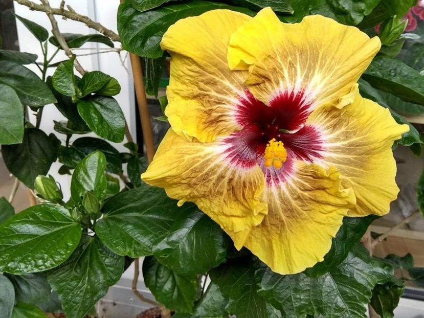  - Hibiscus din seminte 2020-2021