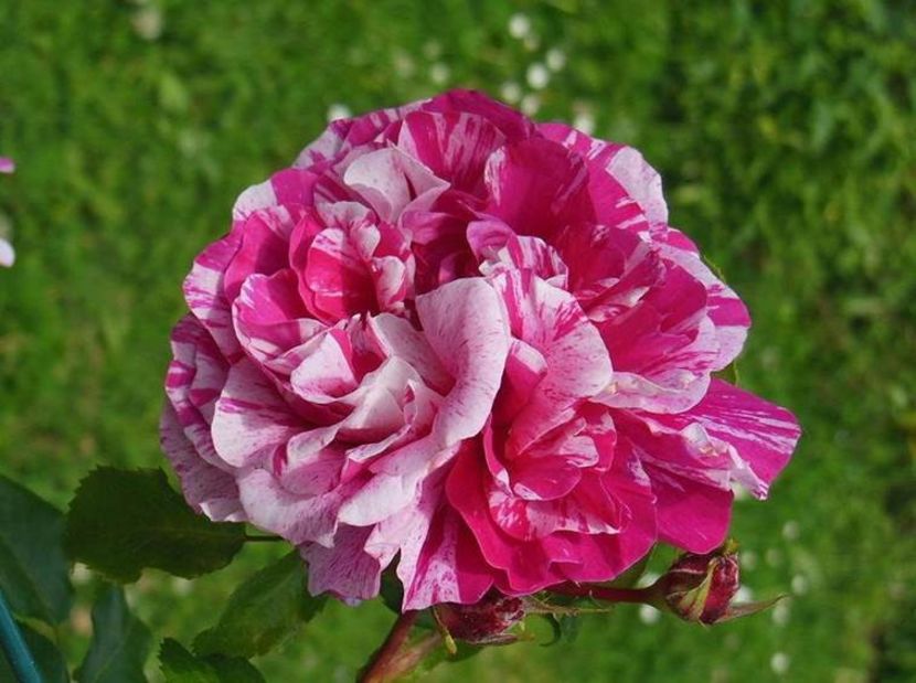 climbing-roses-ines-sastre_Nen_2449 - INES SASTRE