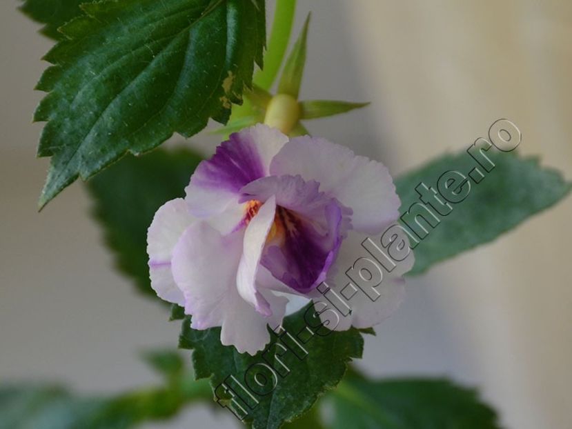 Achimenes Queen of Lace - Un super Achimenes. Multumesc draga mea M - ACHIMENES III