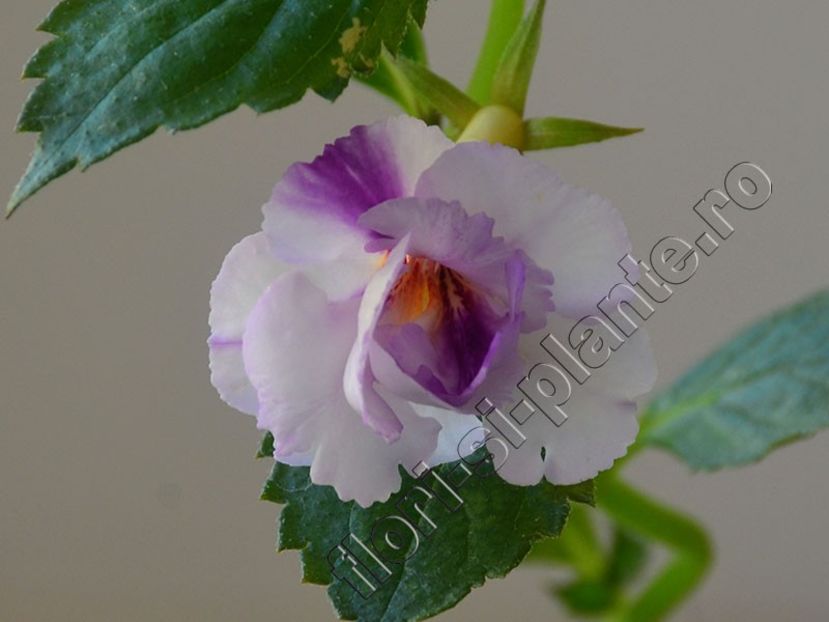 Achimenes Queen of Lace - ACHIMENES III