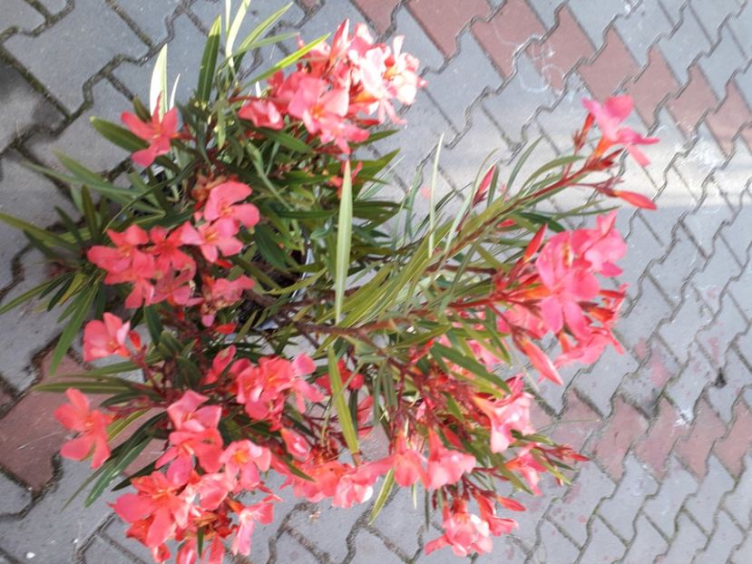  - papa gambeta nr 17