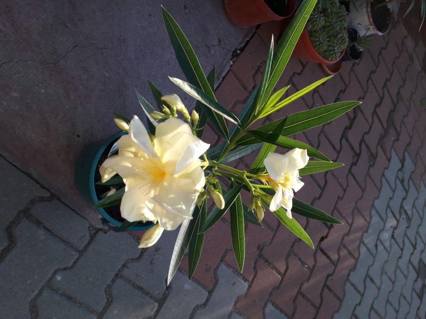 20200730_070401[1] - oasis-nr 38